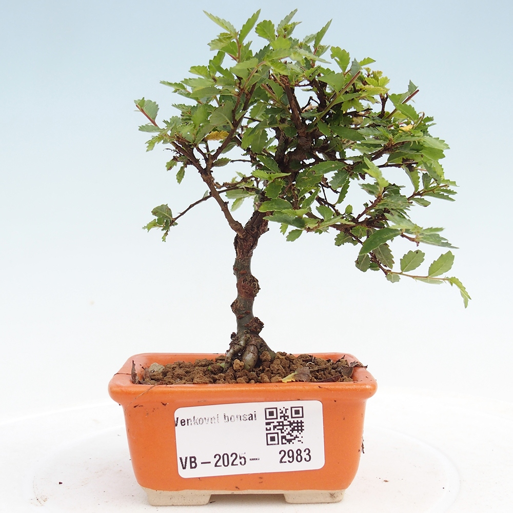 Bonsai zewnętrzne - Ulmus parvifolia Sagei - Wiąz drobnolistny
