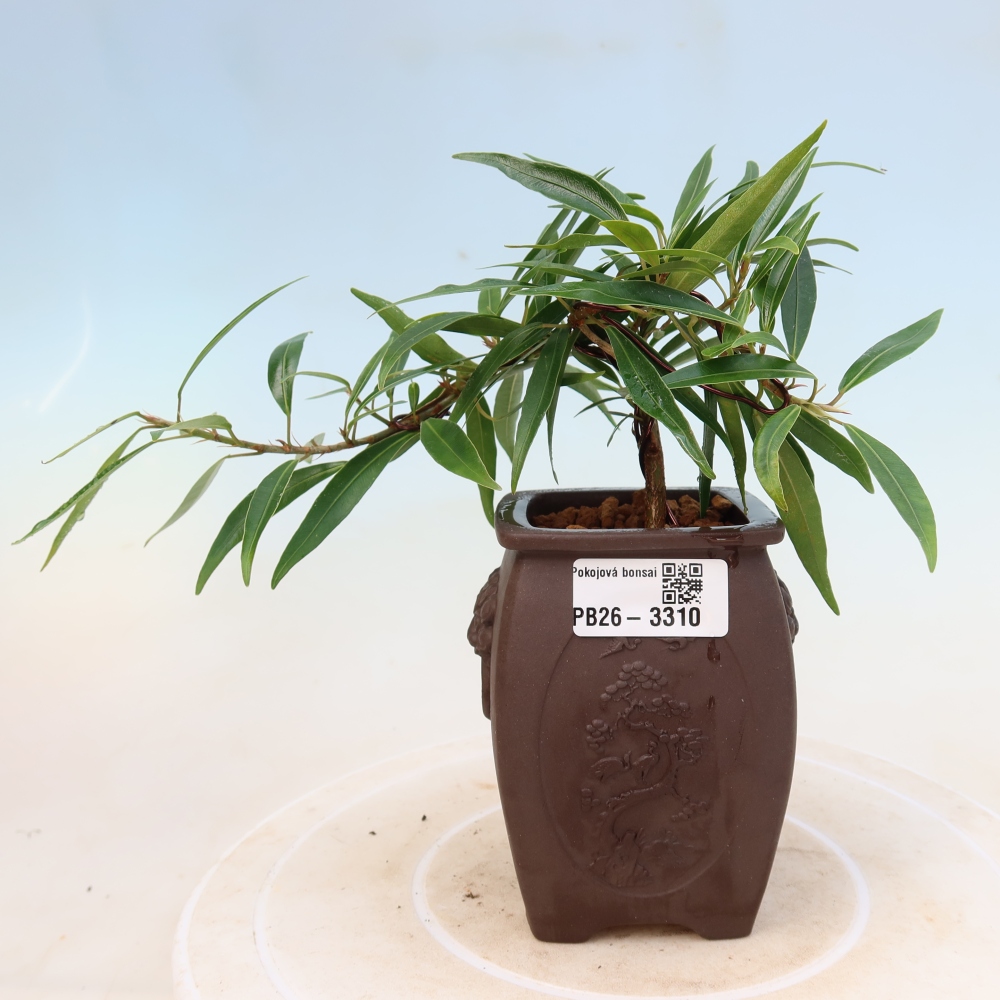 Pokój bonsai - Ficus nerifolia - figowiec drobnolistny