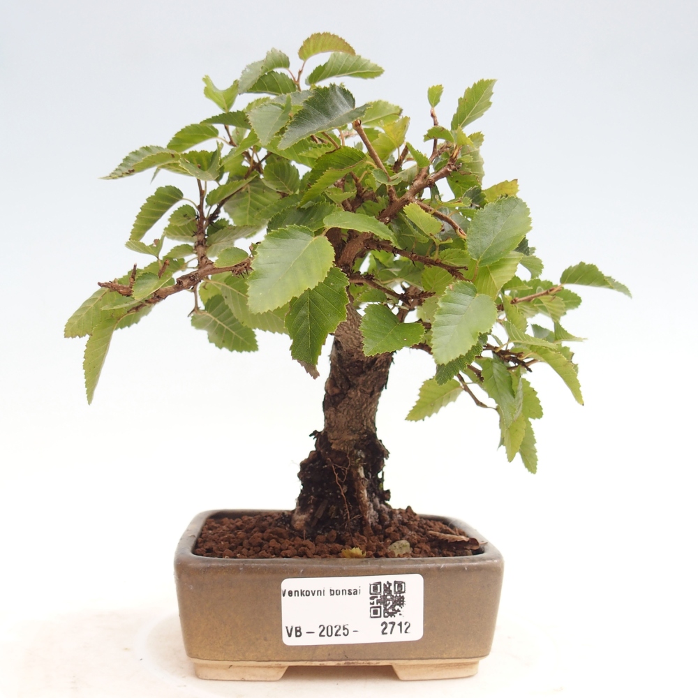 Na zewnątrz bonsai-Karpiny KARPINOWE - Koreański Grab