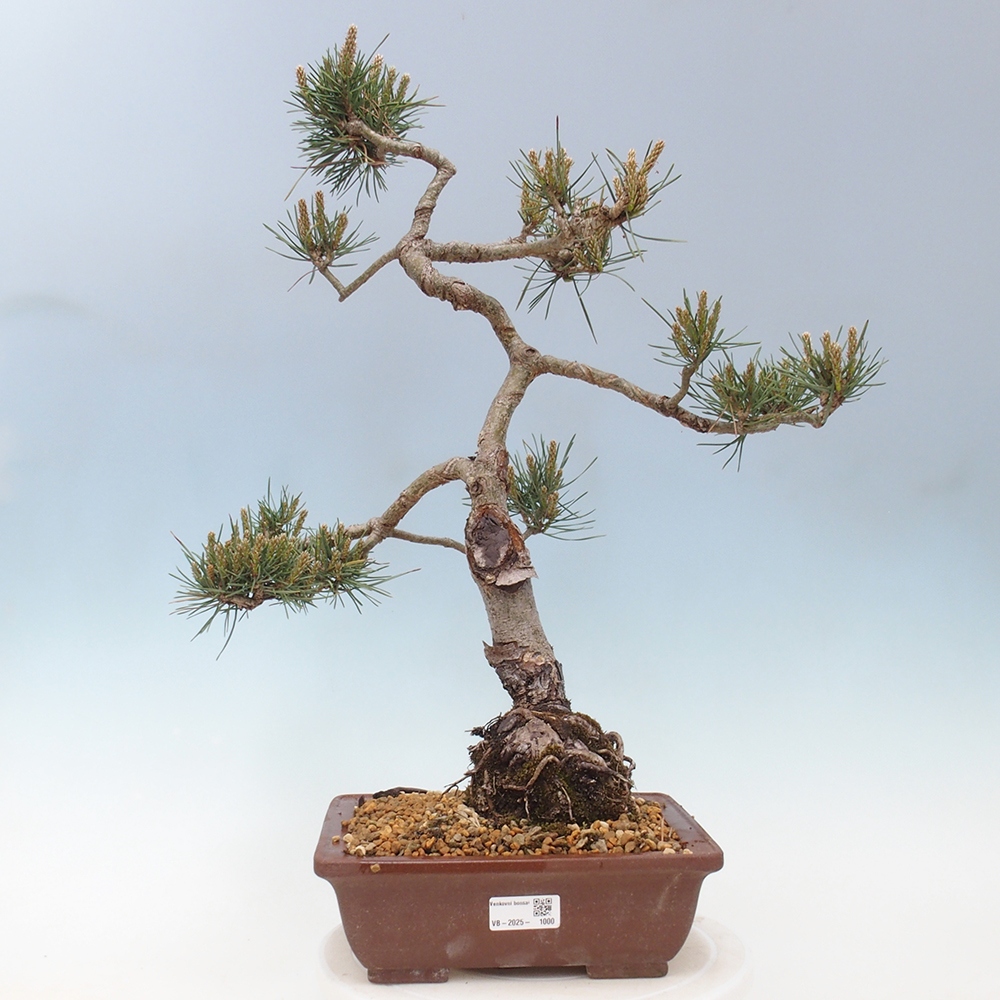 Outdoor bonsai - Pinus Sylvestris - sosna zwyczajna