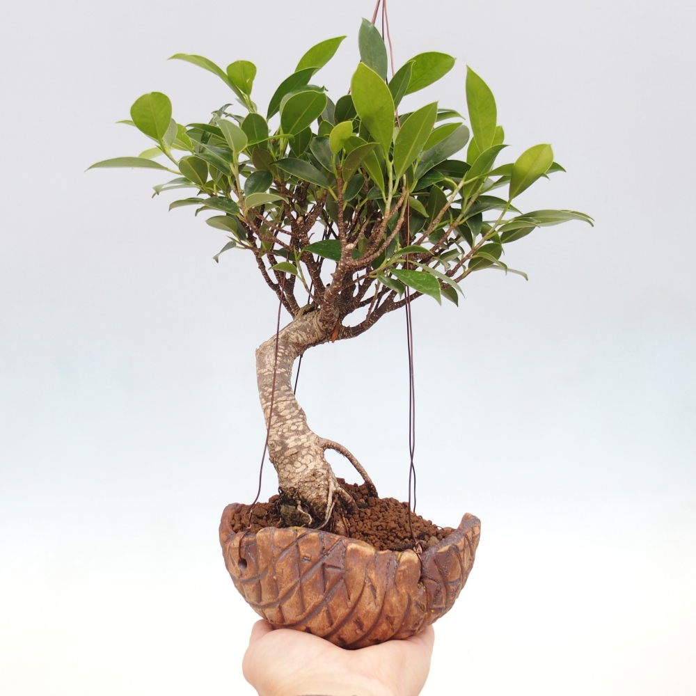 Kokedama w ceramice - figowiec drobnolistny - Ficus kimmen