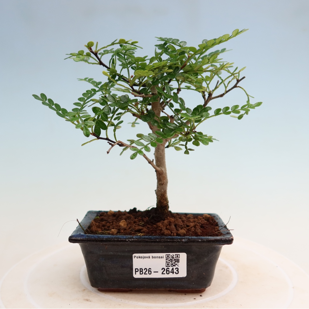 Pokój bonsai - Zantoxylum piperitum - drzewo pieprzowe