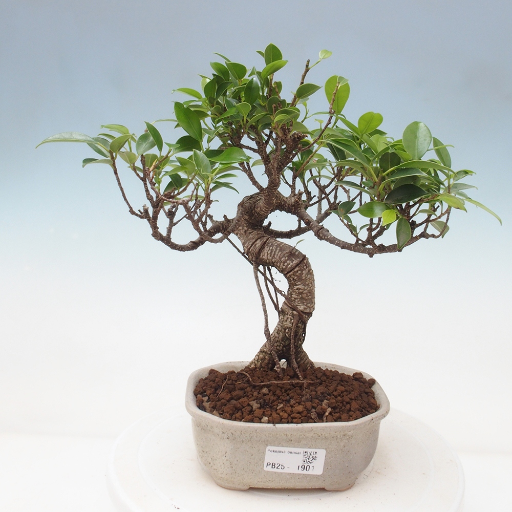 Kryty bonsai - Ficus retusa - figowiec drobnolistny