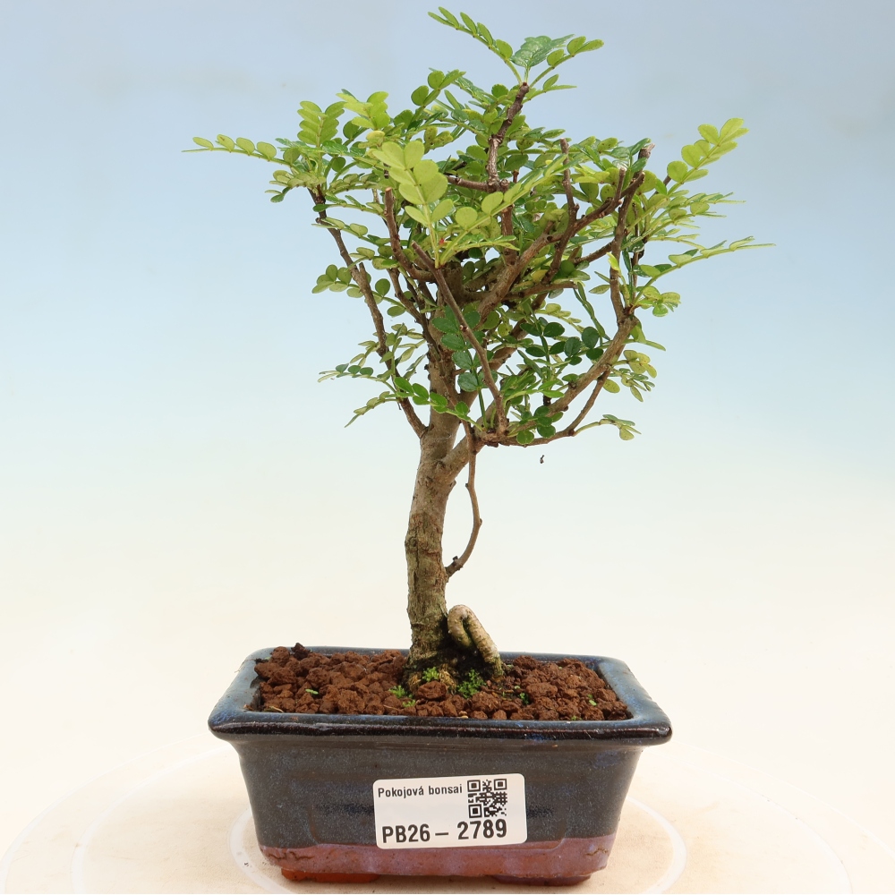 Pokój bonsai - Zantoxylum piperitum - drzewo pieprzowe