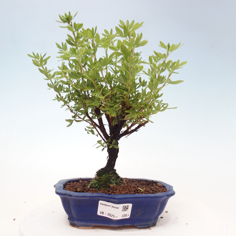 Outdoor bonsai-Pięciolistnik - Potentila fruticosa żółty Ptak