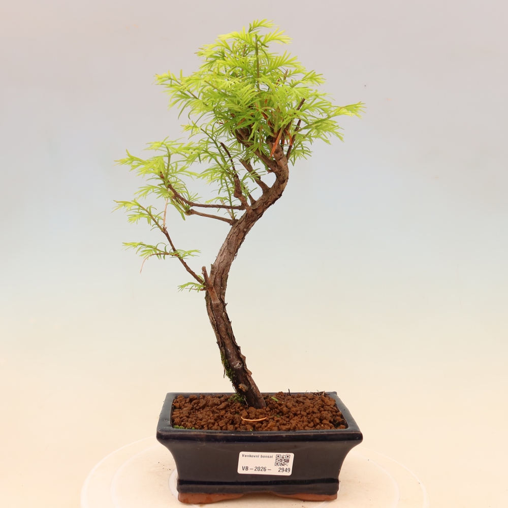 Outdoor bonsai - Metasequoia glyptostroboides - Metasekwoja chińska