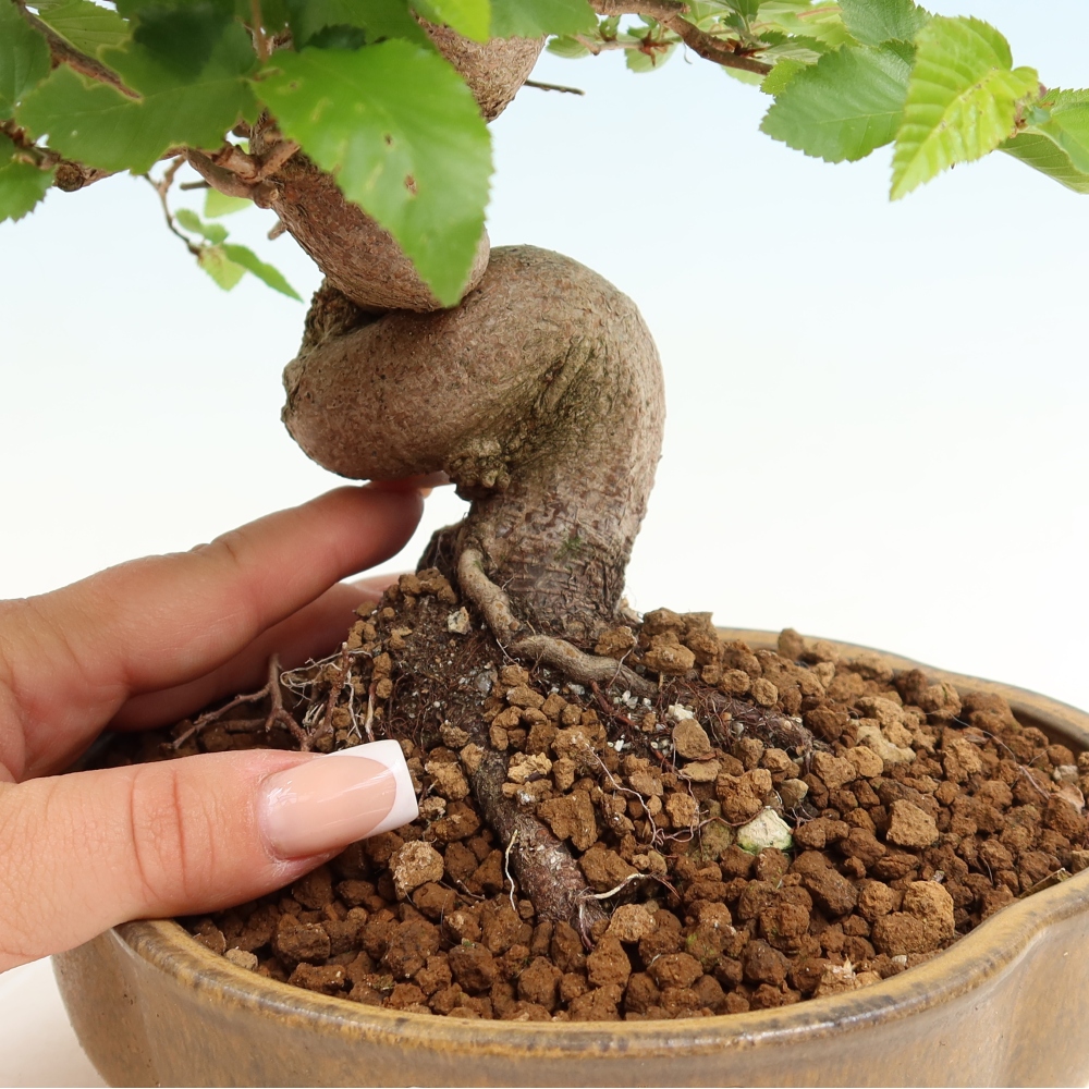Outdoor bonsai - Carpinus coreana - grab koreański