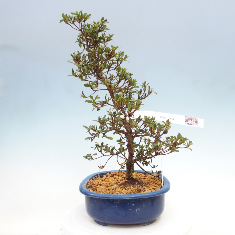Bonsai zewnętrzne - Azalia japońska - Azalia Nikko