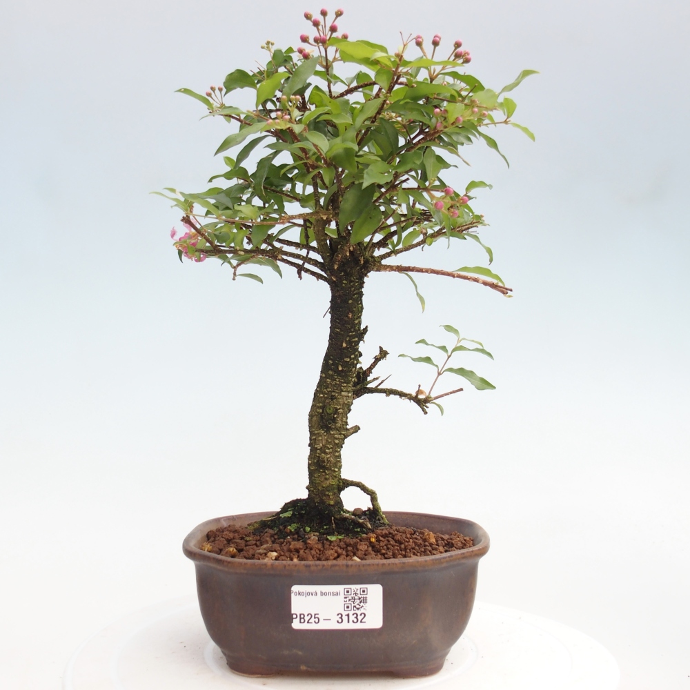 Bonsai pokojowe - Malpighia coccigera - Wiśnia Barbdorska