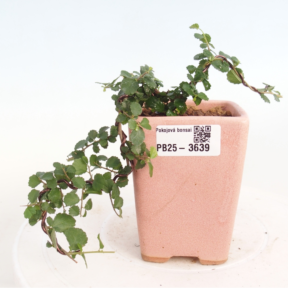 Pokój bonsai - Grewia sp. - Grewia malafolia