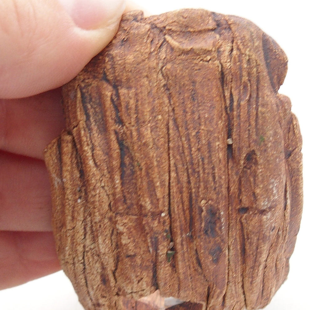 Muszla ceramiczna 9 x 4,5 x 4,5 cm, kolor brązowy