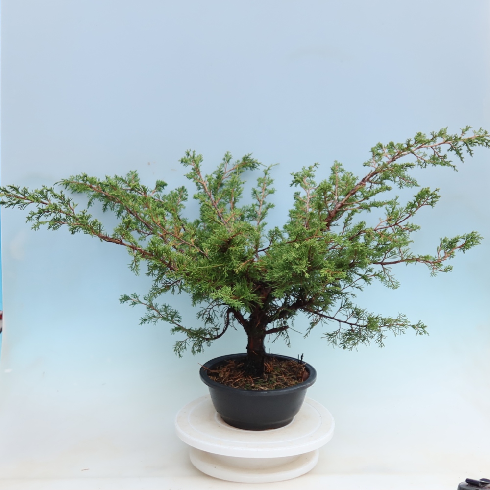 Bonsai ogrodowe – Juniperus chinensis Itoigawa – jałowiec chiński