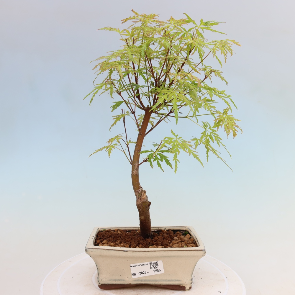 Bonsai ogrodowe – Acer palmatum Dissectum – klon palmowy 