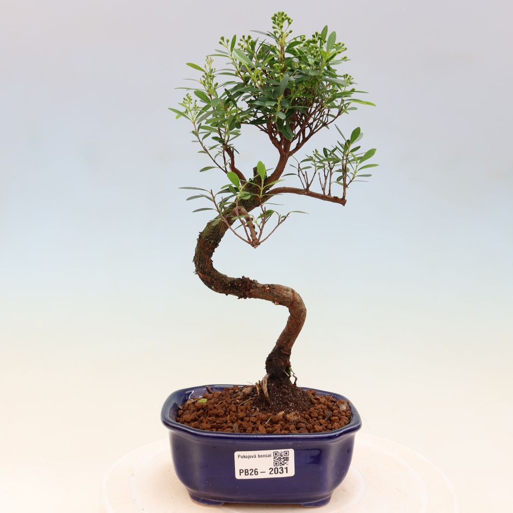 Pokój bonsai - Syzygium - Pimento