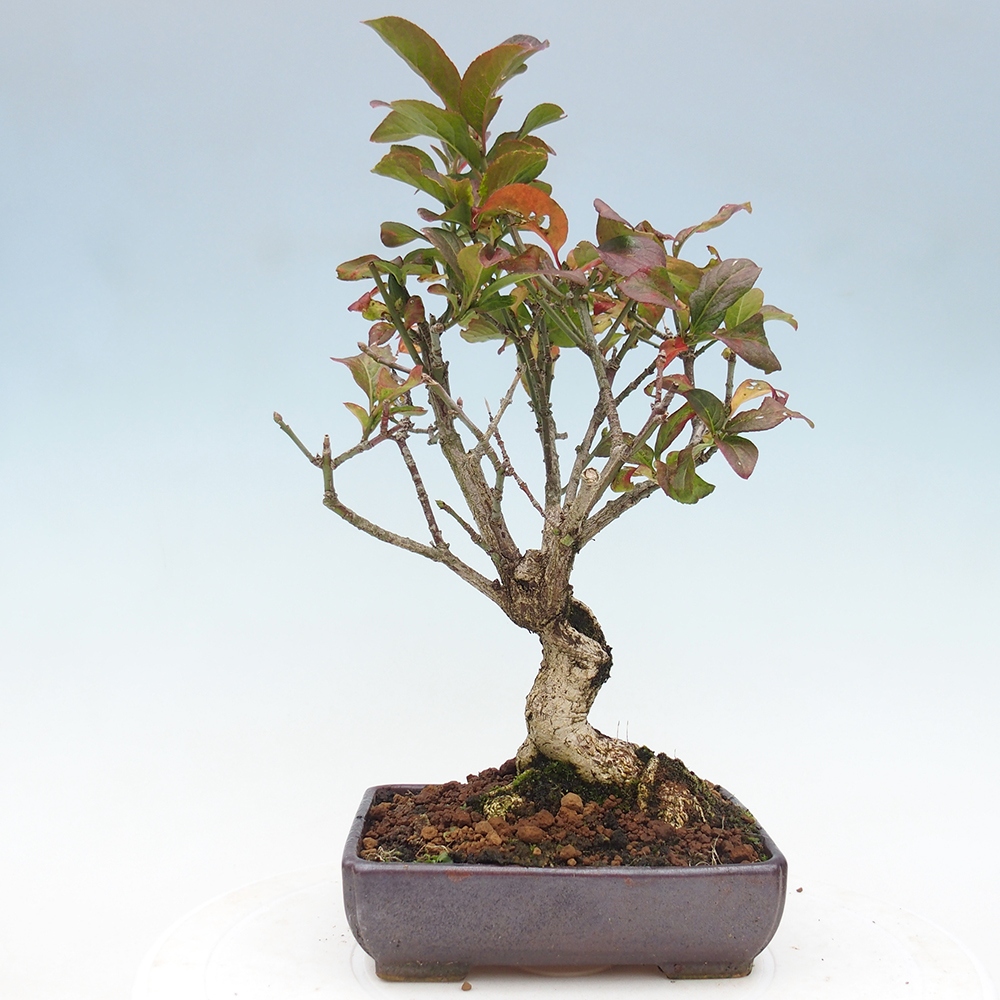Bonsai zewnętrzne - wiąz europejski - euonimus