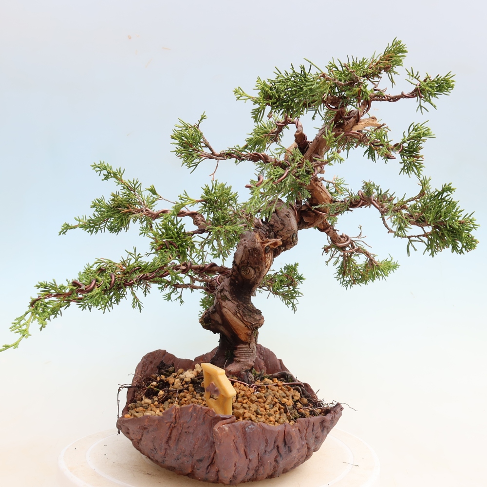 Bonsai ogrodowe – Juniperus chinensis Itoigawa – jałowiec chiński