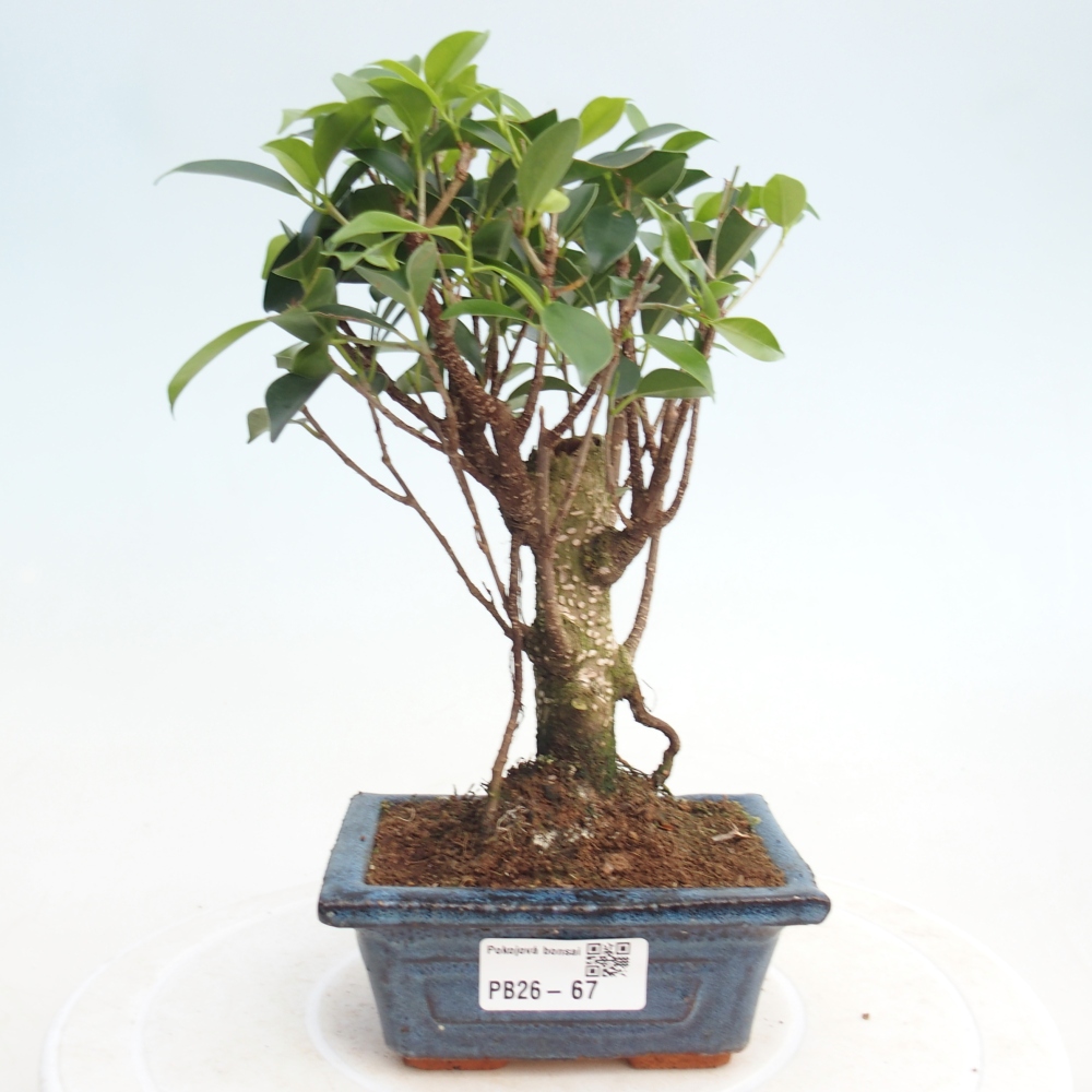 Pokój bonsai Ficus retusa kimmen
