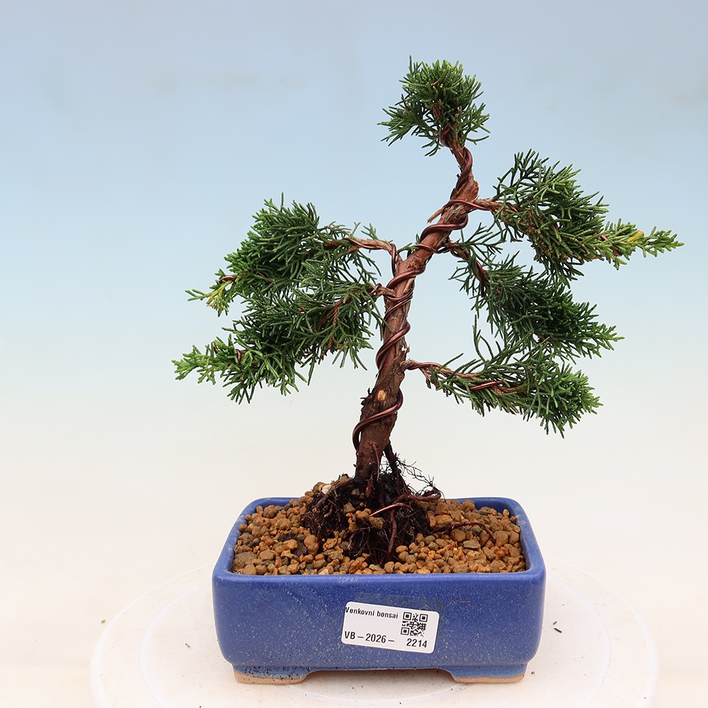 Outdoor bonsai - Juniperus chinensis Kishu