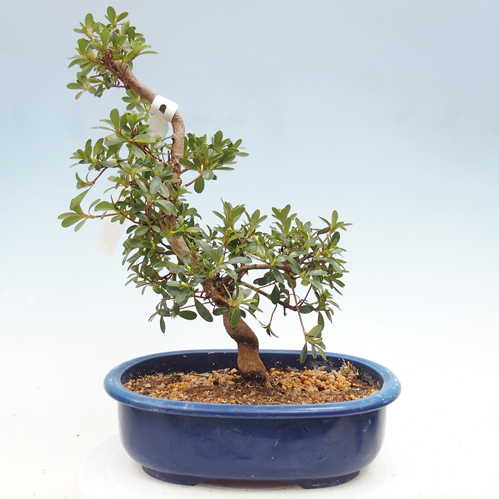 Bonsai zewnętrzne - Azalia japońska - Azalia Asahi-no-izumi