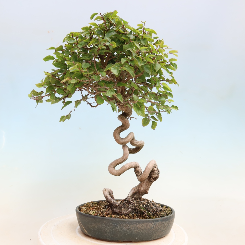 Outdoor bonsai - Carpinus CARPINOIDES - grab koreański