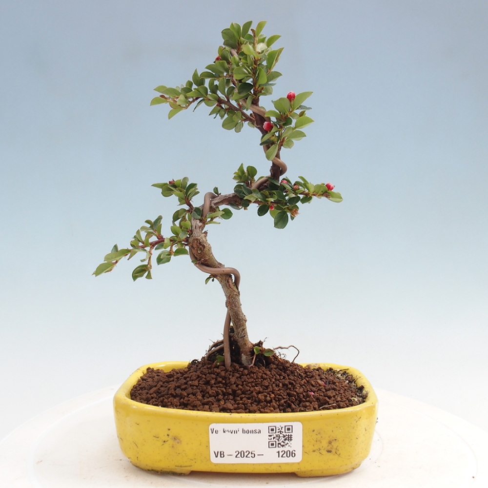 Plenerowe bonsai - Irga pozioma - Drzewo skalne