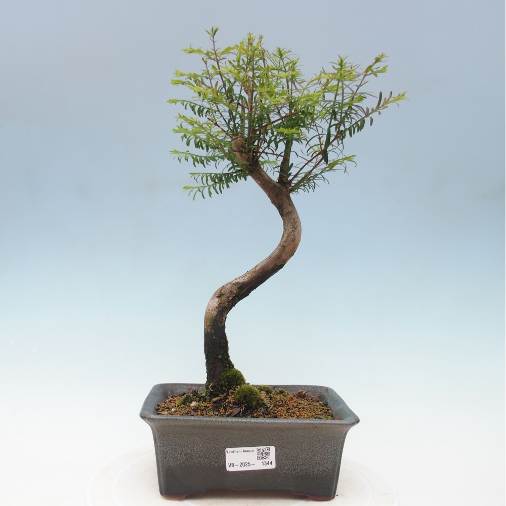 Outdoor bonsai - Metasequoia glyptostroboides - chińskie metasekvoje
