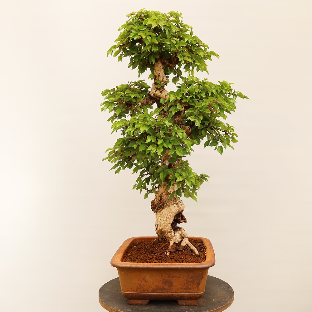 Bonsai plenerowe - Carpinus Coreana - grab koreański