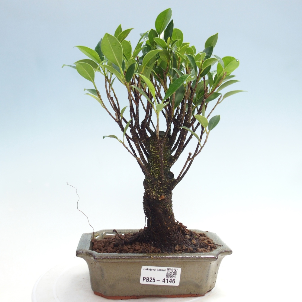 Bonsai wewnętrzne - Ficus retusa - figowiec drobnolistny
