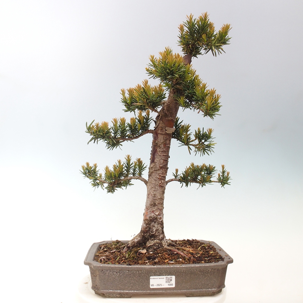 Bonsai na zewnątrz - Taxus cuspidata - cis japoński