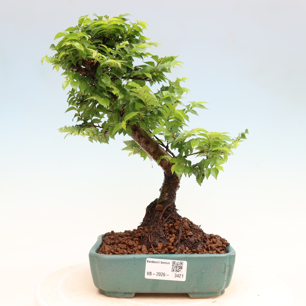 Bonsai ogrodowe – Ulmus Jacqueline Hillier – wiąz piękny