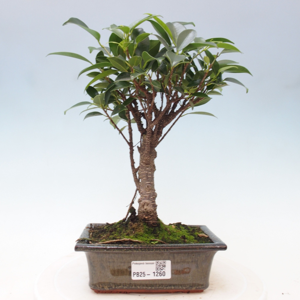 Bonsai wewnętrzne - Ficus retusa - figowiec drobnolistny