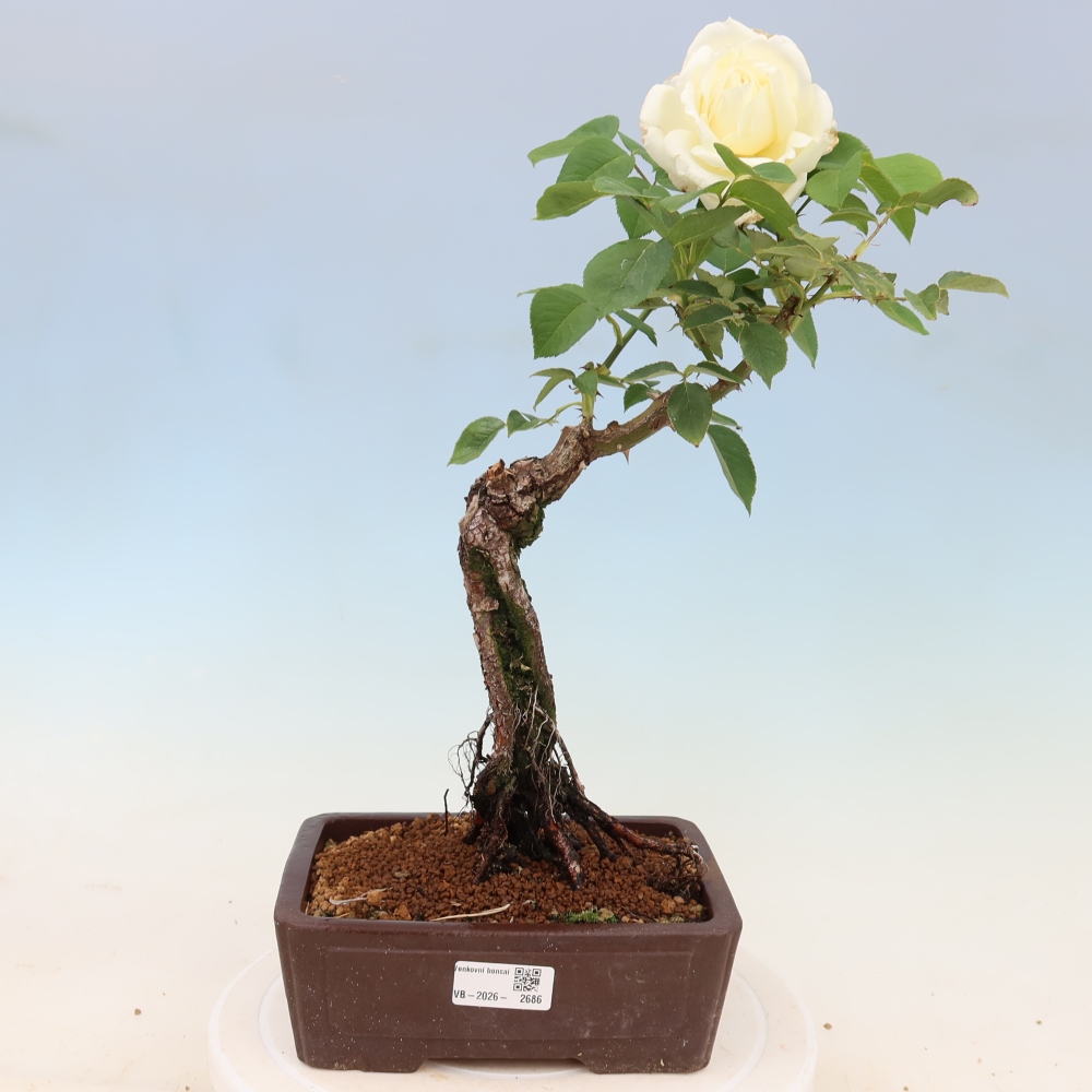 Bonsai ogrodowe – Rosa Kordes – róża