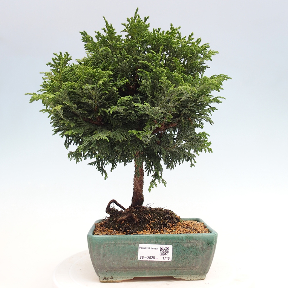 Outdoor bonsai - Cham.pis Parslori - Cyprys