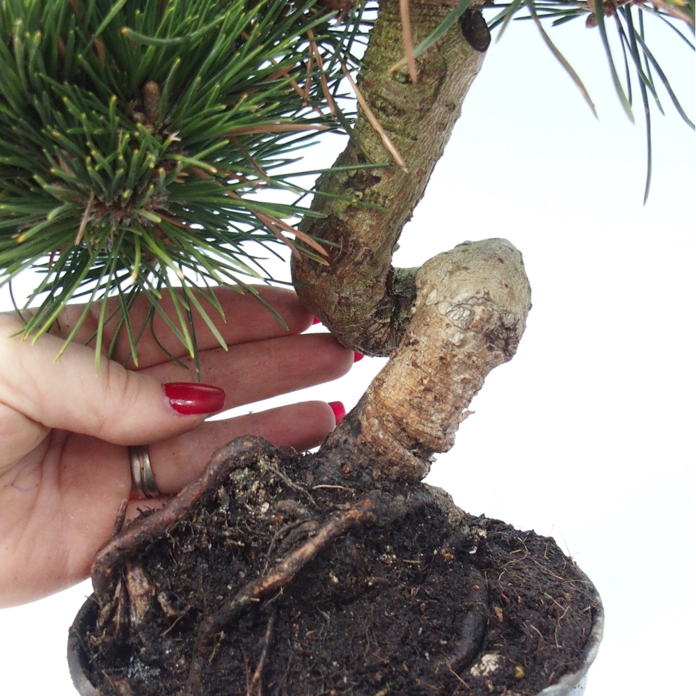 Outdoor bonsai - Pinus thunbergii senjyumaru - Sosna Thunberga