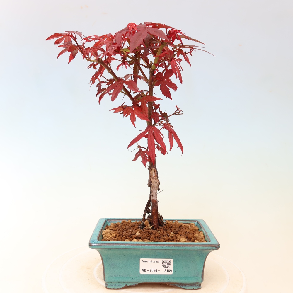 Bonsai ogrodowe – klon palmowy – Acer palmatum Berry Broom 