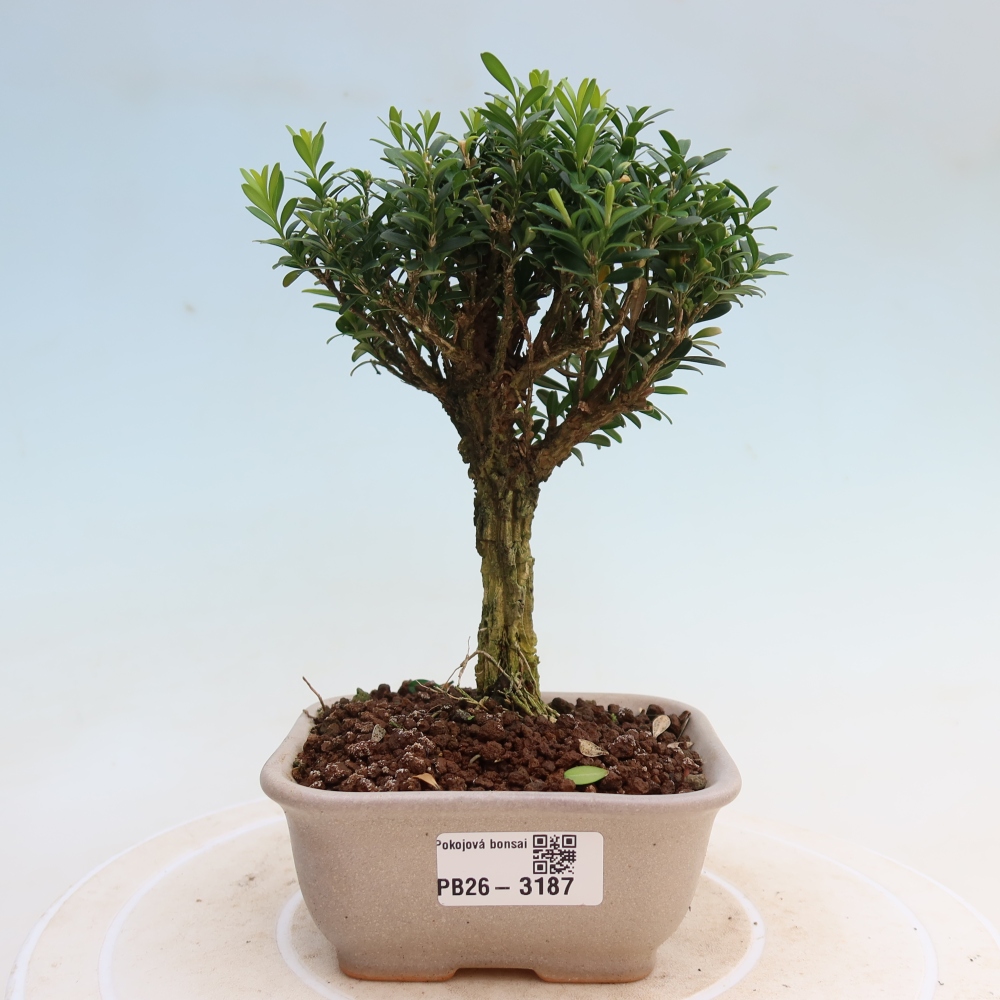 Pokój bonsai - Buxus harlandii - buxus korkowy