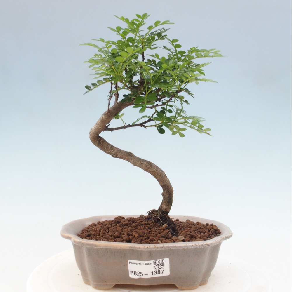 Kryty bonsai - Zantoxylum piperitum - Mięta pieprzowa