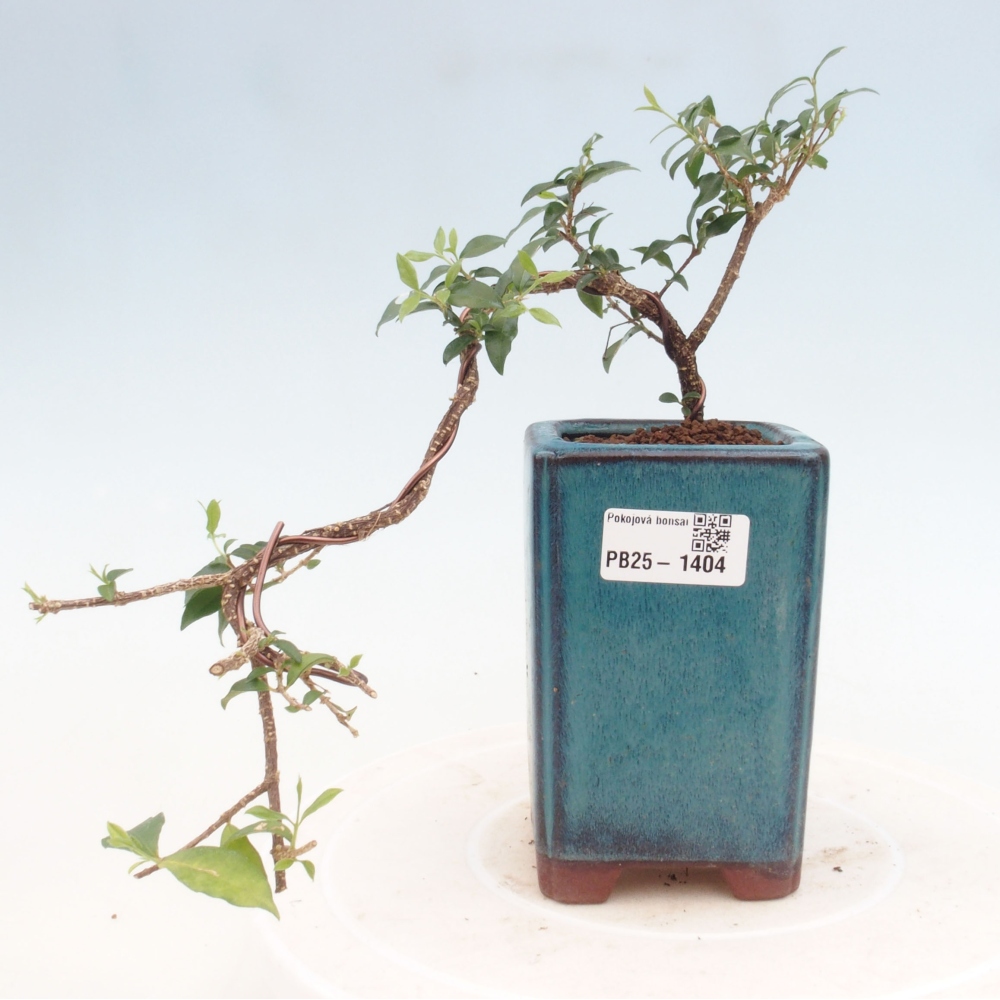 Bonsai pokojowe - Malpighia coccigera - Wiśnia Barbdorska