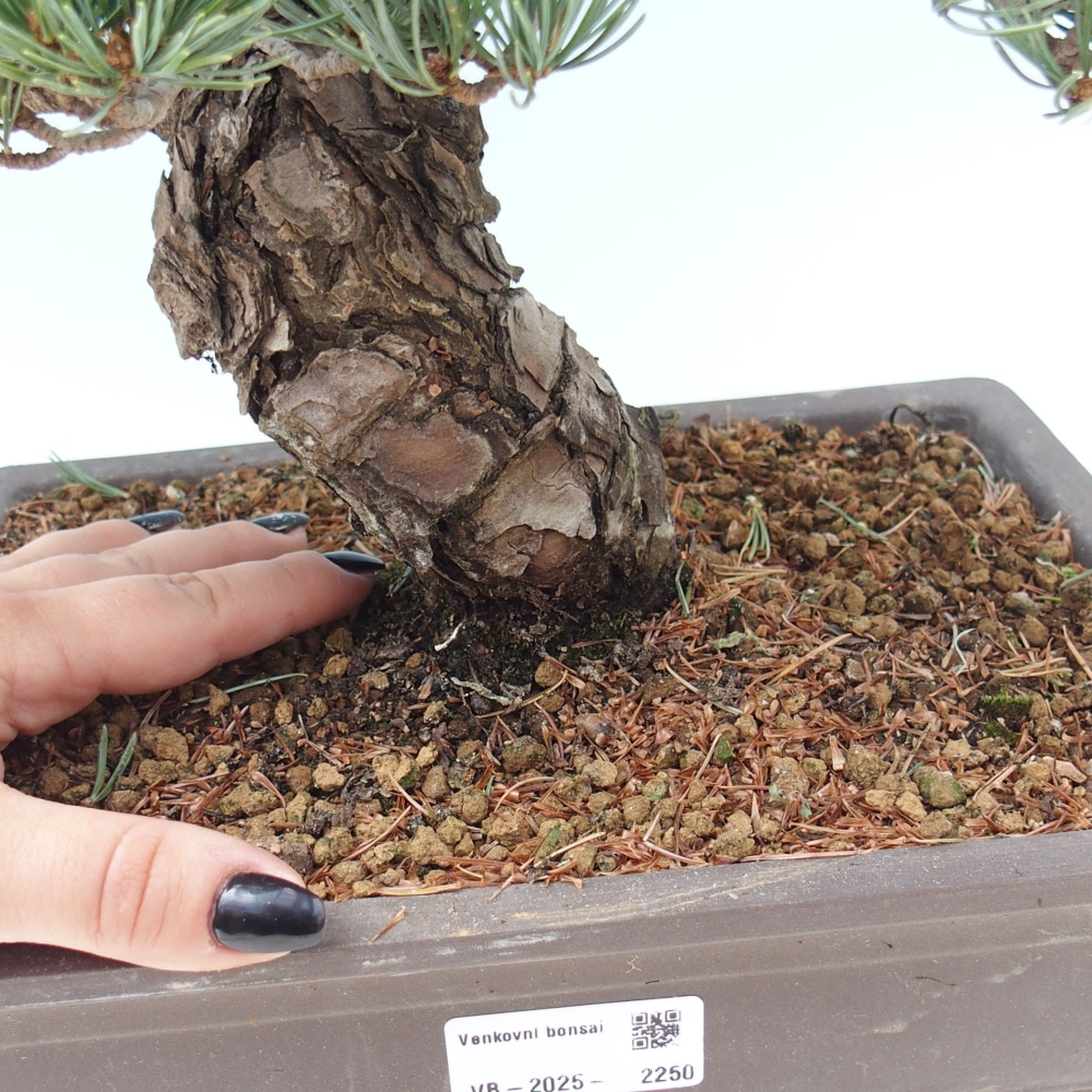 Outdoor bonsai - Pinus parviflora - Mała sosna