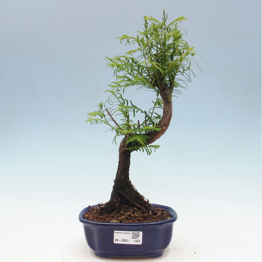 Outdoor bonsai - Metasequoia glyptostroboides - chińskie metasekvoje