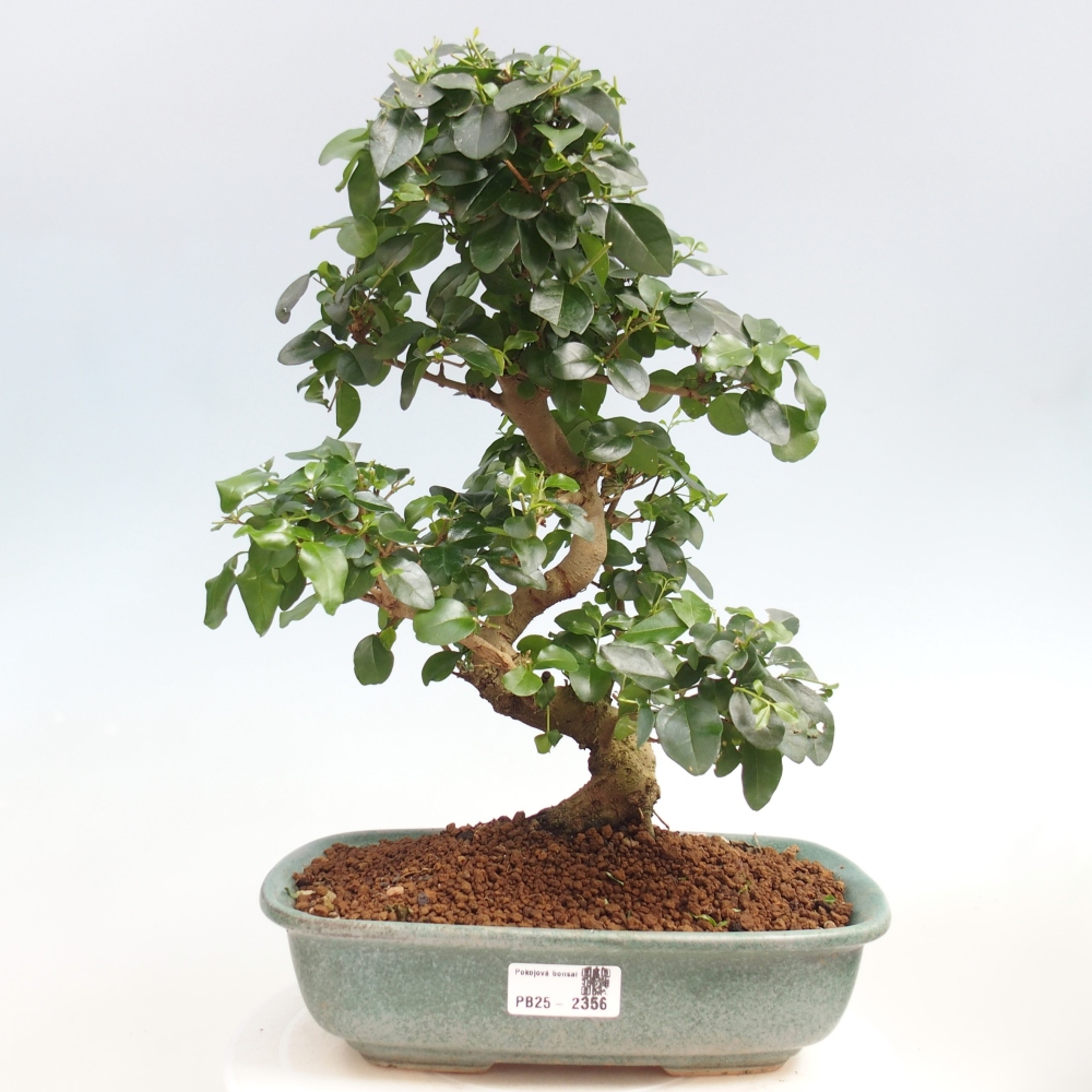 Pokój bonsai -Ligustrum chinensis - Ptasie oko