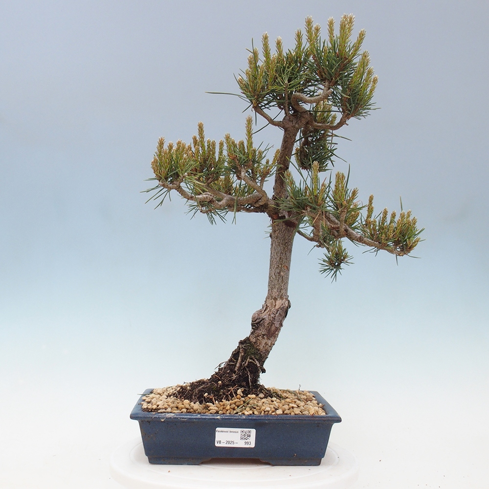 Outdoor bonsai - Pinus Sylvestris - sosna zwyczajna