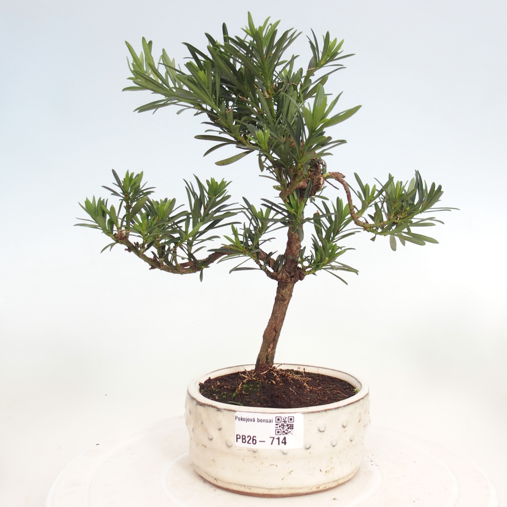 Pokój bonsai - Podocarpus - Kamienny cis
