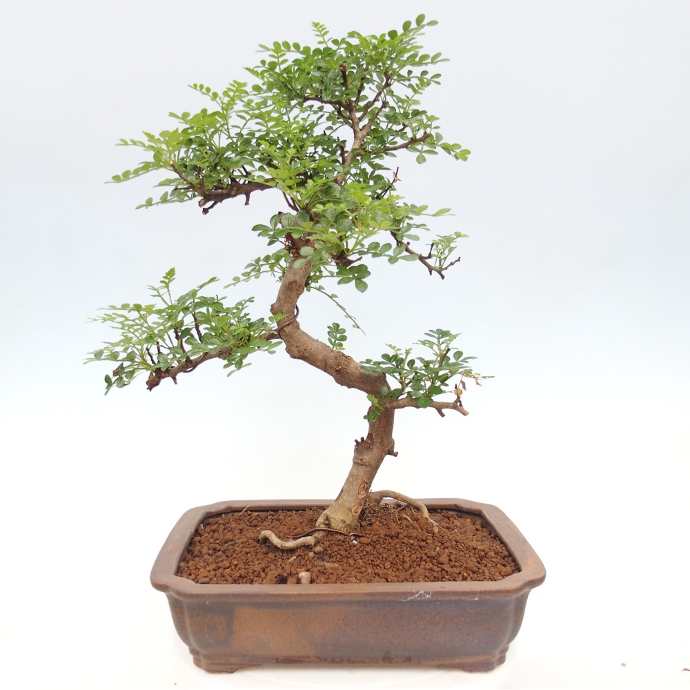 Pokój bonsai - Zantoxylum piperitum - drzewo pieprzowe