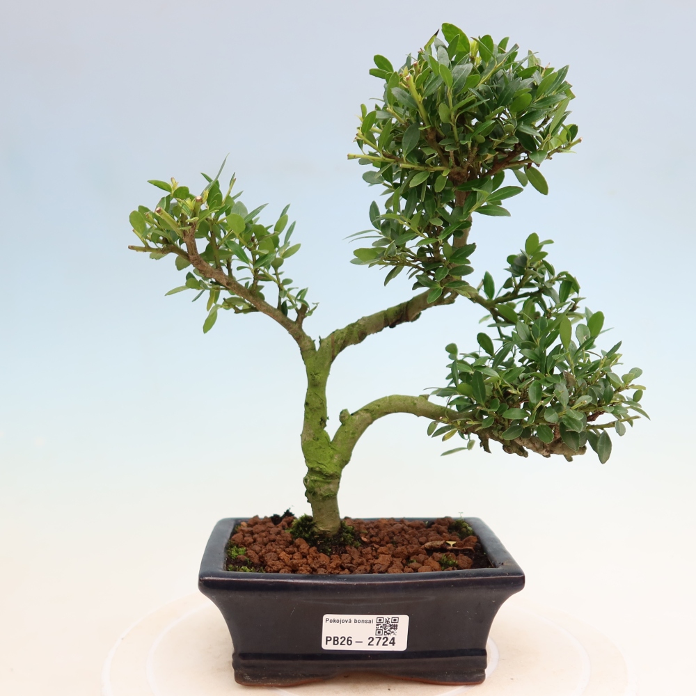 Pokój bonsai - Ilex crenata - Ostrokrzew