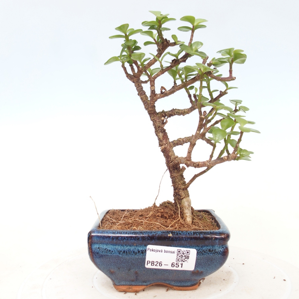 Pokój bonsai - Portulakaria Afra - Tlustice