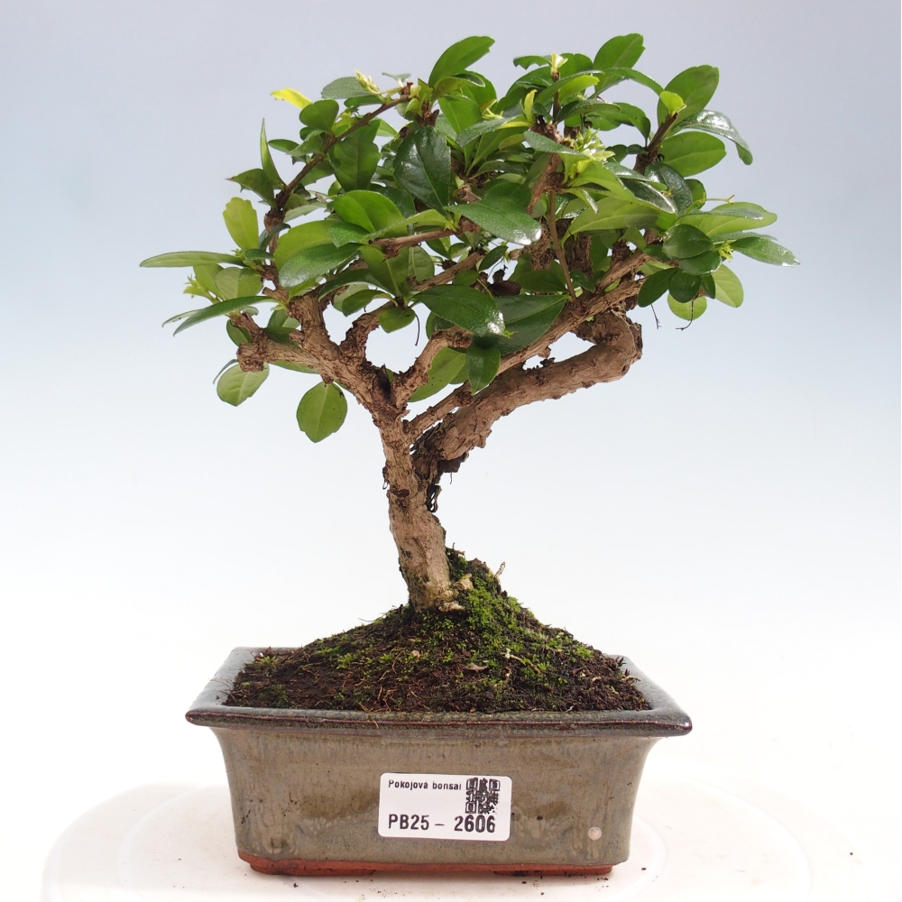 Bonsai wewnętrzne - Carmona makrophylla - Herbata Fuki