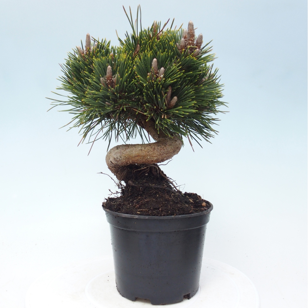 Outdoor bonsai - Pinus thunbergii senjyumaru - Sosna Thunberga