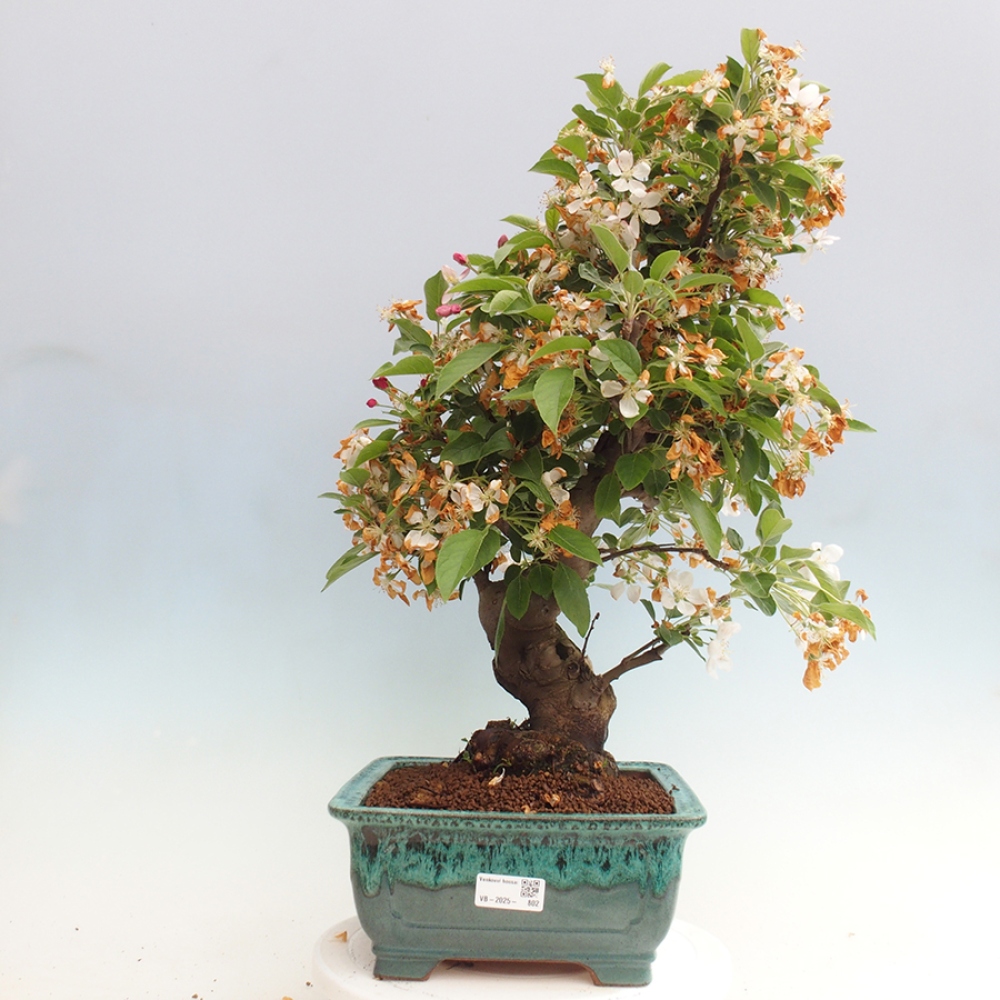 Bonsai plenerowe - Malus Halliana - Jabłoń drobnoowocowa
