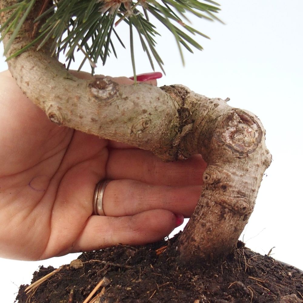Bonsai ogrodowe - Pinus thunbergii senjyumaru - Sosna Thunbergia